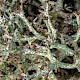 Cladonia rangiformis