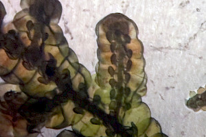 Tamarisk Scalewort: Frullania tamarisci