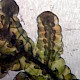 Frullania tamarisci