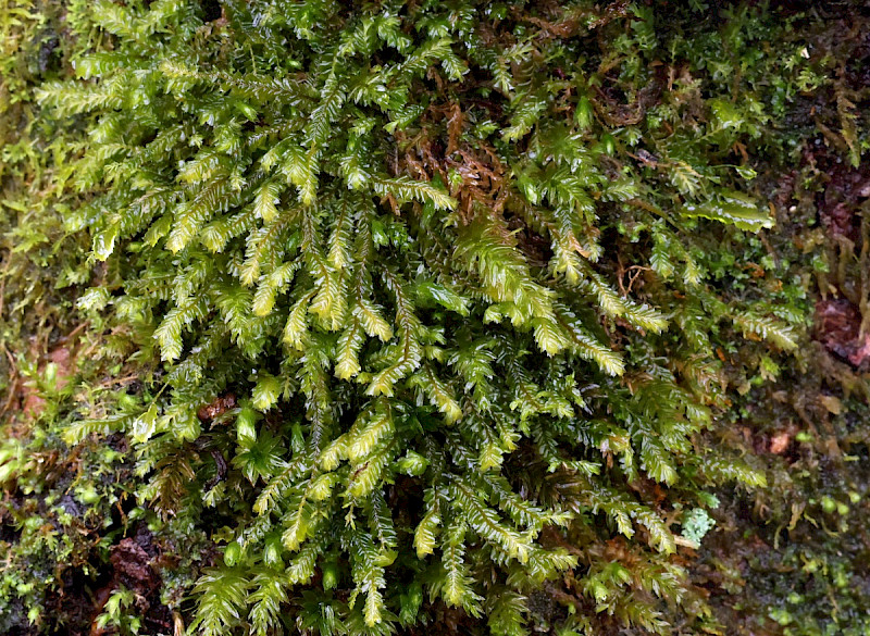 Plagiochila spinulosa - &copy; Charles Hipkin