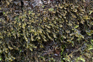 Killarney Featherwort: Plagiochila bifaria