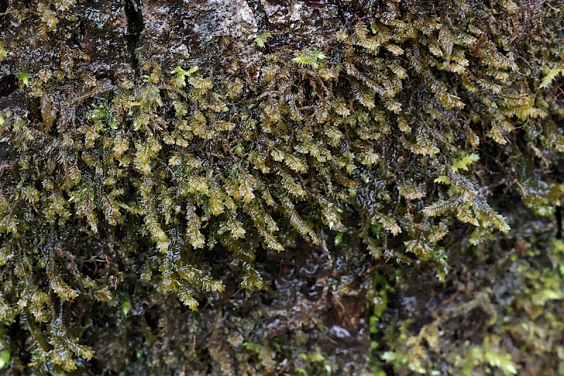 Plagiochila bifaria - &copy; Charles Hipkin
