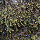 Plagiochila bifaria