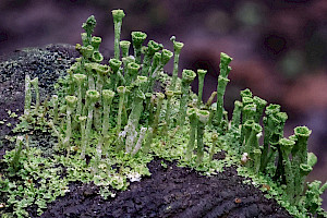 : Cladonia cryptochlorophaea