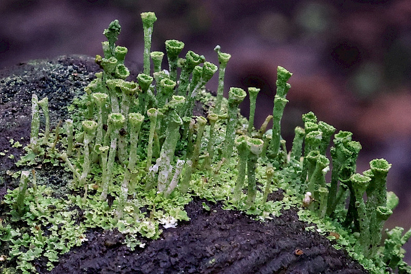 Cladonia cryptochlorophaea - &copy; Charles Hipkin