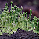 Cladonia cryptochlorophaea