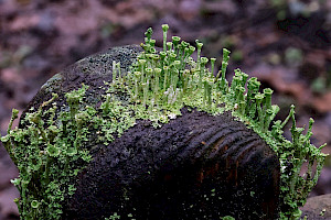 : Cladonia cryptochlorophaea