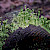 Cladonia cryptochlorophaea - &copy; Charles Hipkin