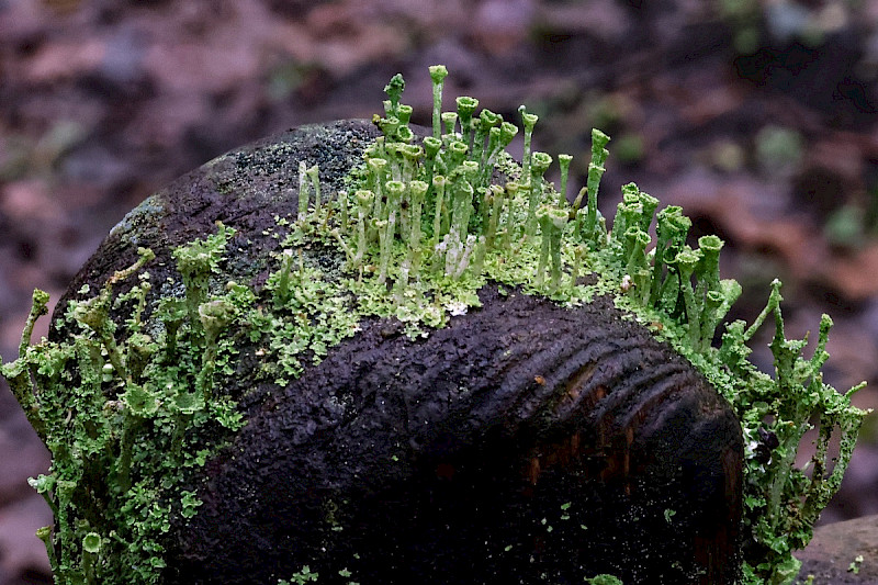 Cladonia cryptochlorophaea - &copy; Charles Hipkin
