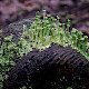 Cladonia cryptochlorophaea