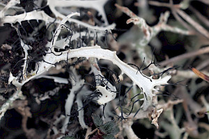 Heterodermia leucomelos Ciliate Strap-Lichen