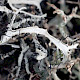 Heterodermia leucomelos