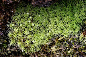 Bartramia pomiformis Common Apple-moss