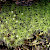 Bartramia pomiformis - &copy; Charles Hipkin