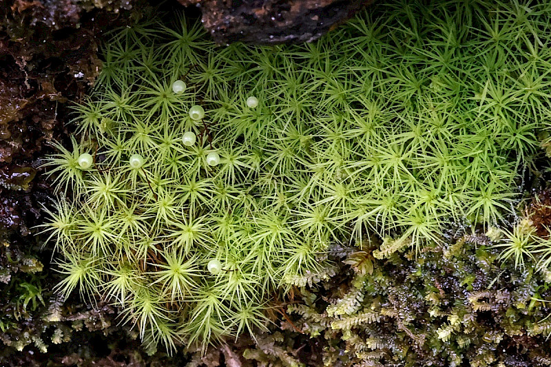 Bartramia pomiformis - &copy; Charles Hipkin