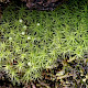 Bartramia pomiformis