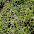 Kindbergia praelonga - &copy; Charles Hipkin