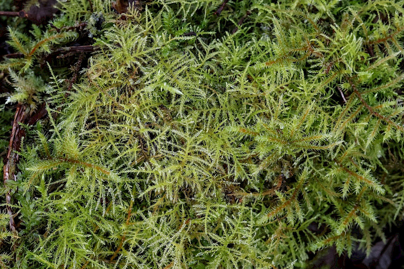 Kindbergia praelonga - &copy; Charles Hipkin
