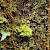 Leucobryum albidum - &copy; Barry Stewart