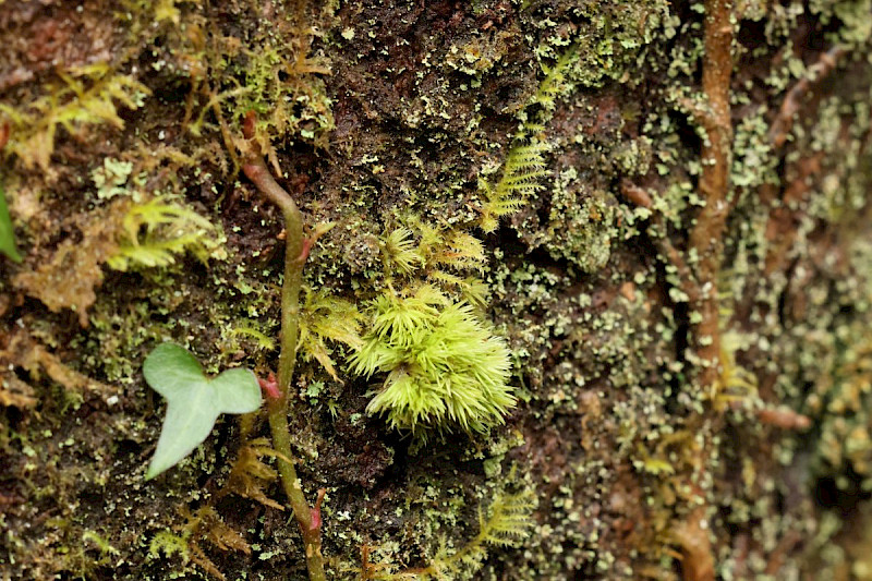 Leucobryum albidum - &copy; Barry Stewart