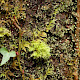 Leucobryum albidum