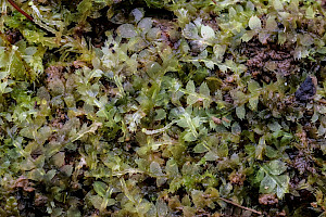 Calypogeia arguta Notched Pouchwort