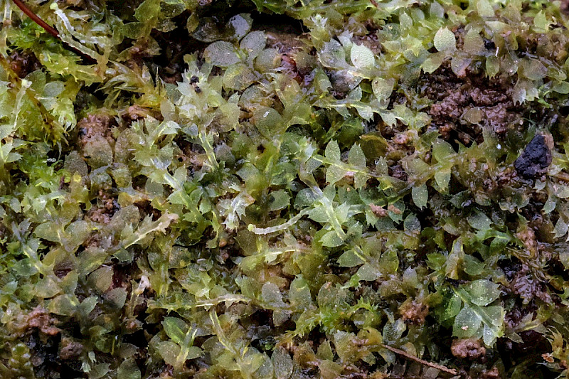 Calypogeia arguta - &copy; Charles Hipkin