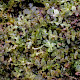 Calypogeia arguta