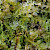 Calypogeia arguta - &copy; Charles Hipkin