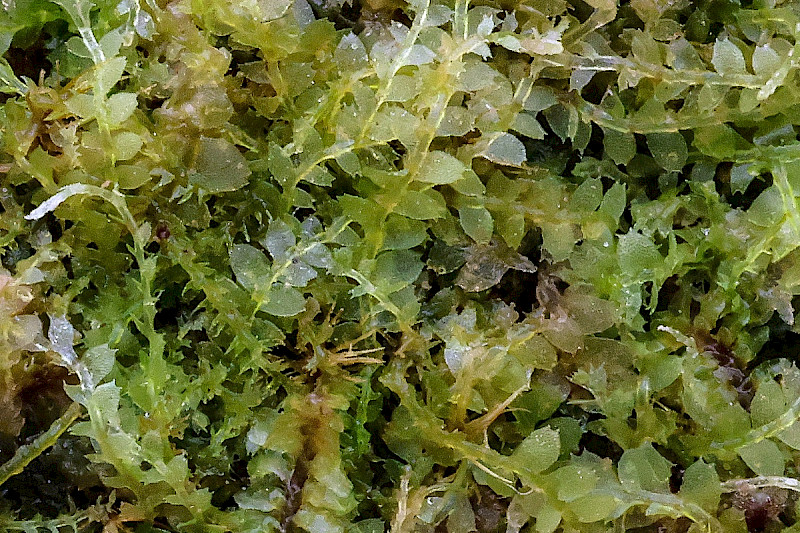 Calypogeia arguta - &copy; Charles Hipkin