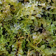 Calypogeia arguta
