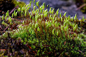 Capillary Thread-moss: Bryum capillare