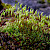 Bryum capillare - &copy; Charles Hipkin