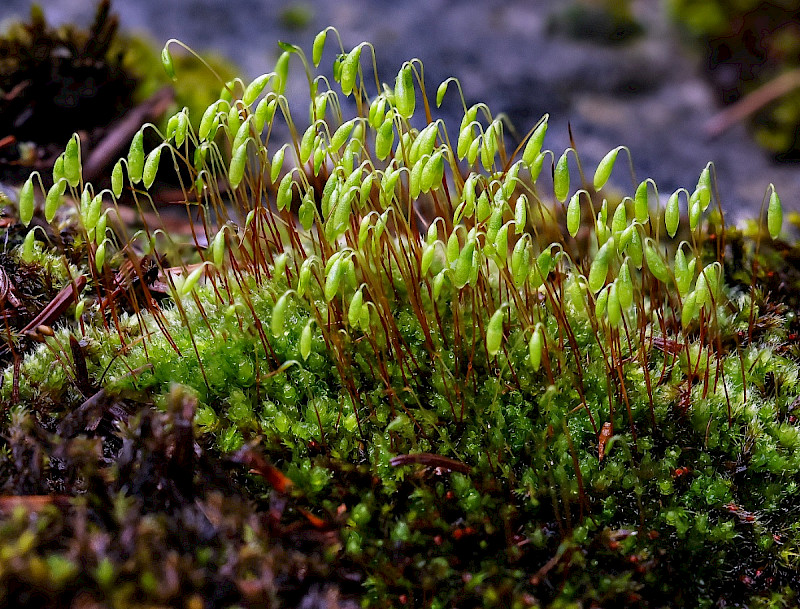 Bryum capillare - &copy; Charles Hipkin