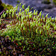 Bryum capillare