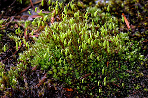 Capillary Thread-moss: Bryum capillare