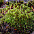 Bryum capillare - &copy; Charles Hipkin