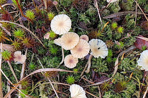 Lichenomphalia umbellifera Heath Navel