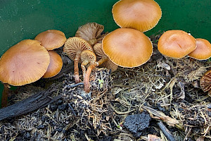 : Pholiotina vexans