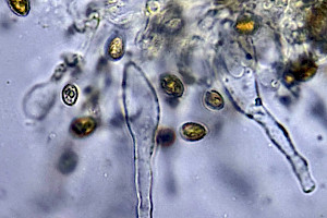 : Pholiotina vexans