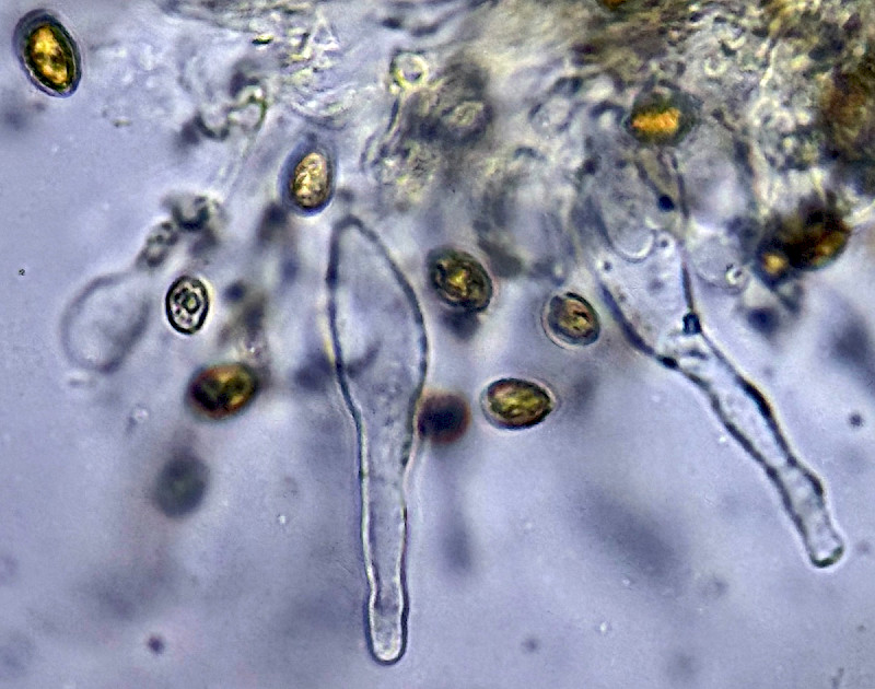 Pholiotina vexans - &copy; Charles Hipkin