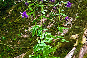 Aquilegia vulgaris Columbine