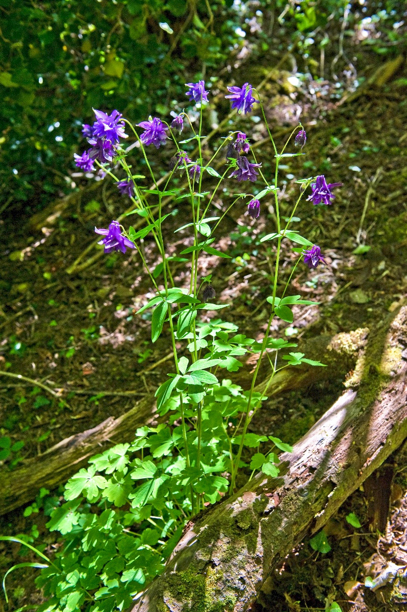 Aquilegia vulgaris - &copy; Charles Hipkin