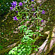 Aquilegia vulgaris