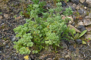 Artemisia absinthium Wormwood
