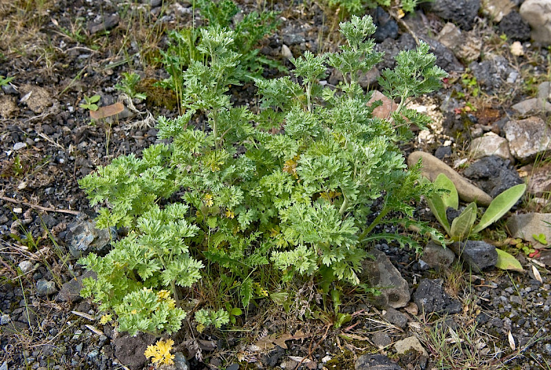 Artemisia absinthium - &copy; Charles Hipkin