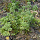 Artemisia absinthium