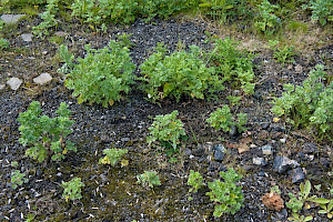 Wormwood: Artemisia absinthium