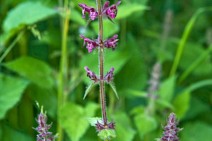 Hedge Woundwort: Stachys sylvatica