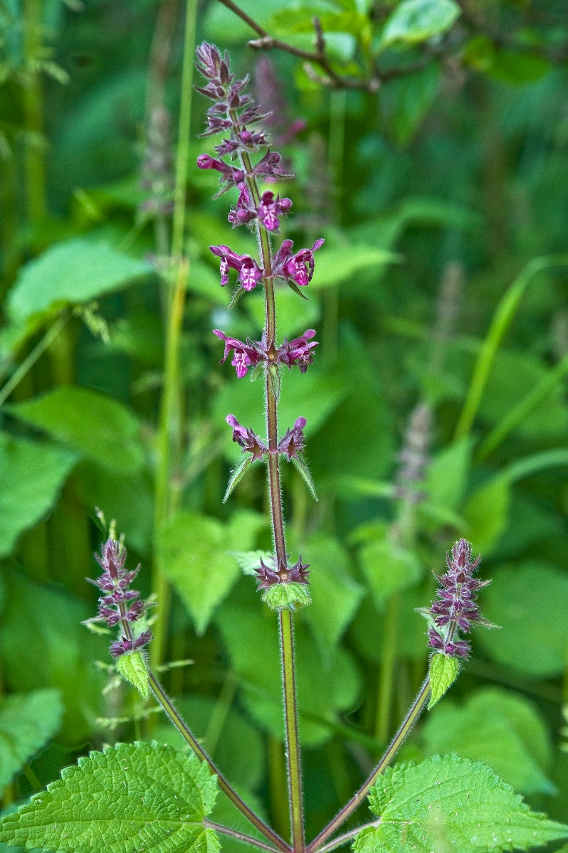 Stachys sylvatica - &copy; Charles Hipkin